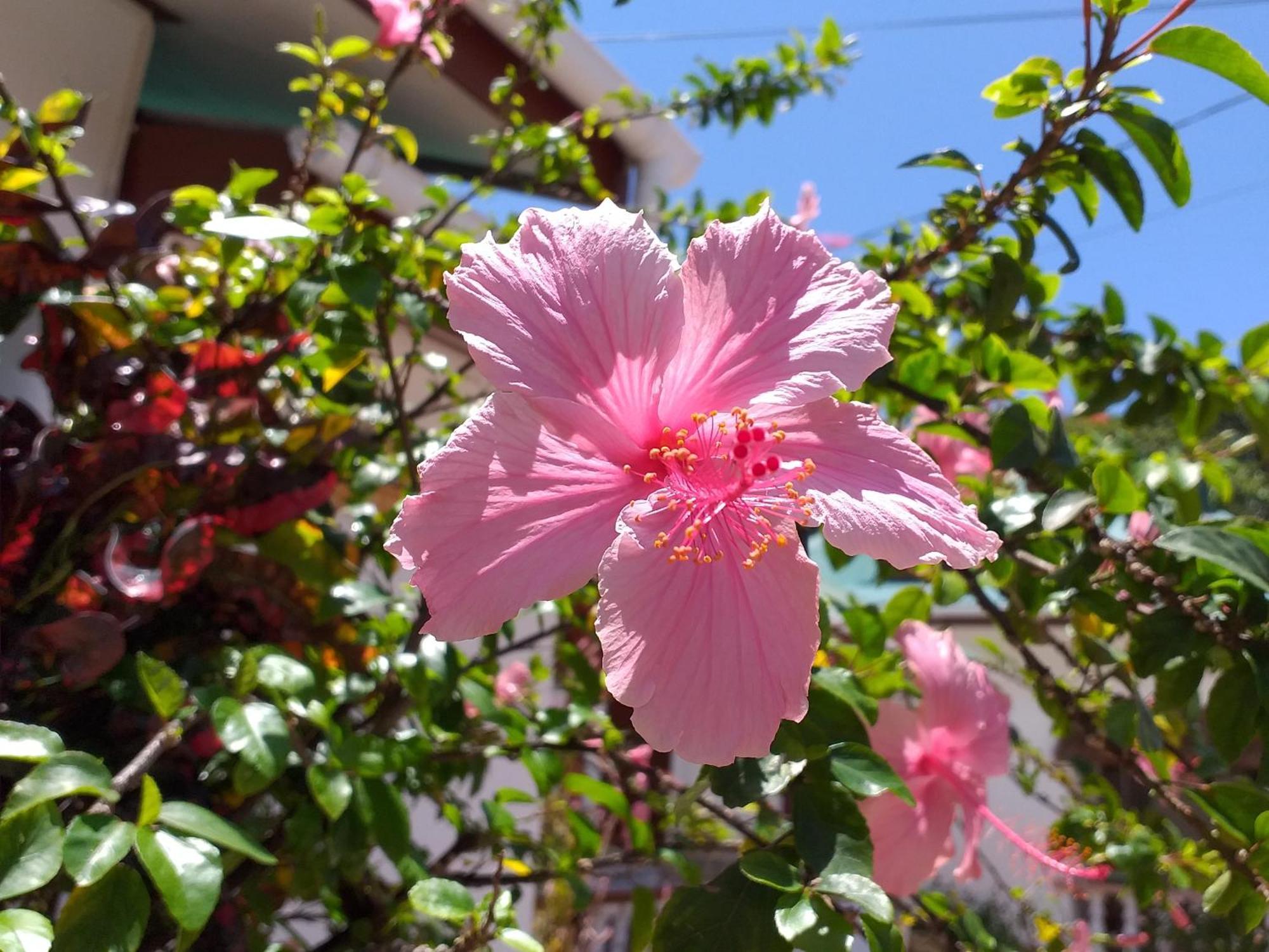 Pension Hibiscus La Digue Exterior foto